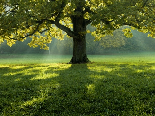 We are restoring the old forest