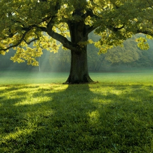 We are restoring the old forest